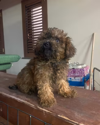 Barboncino maltipoo toy