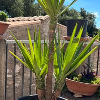 Tronchetto della felicità yucca