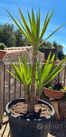 Tronchetto della felicità yucca