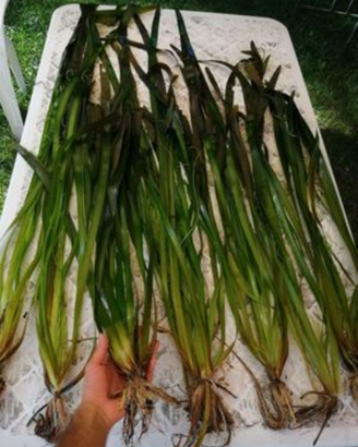 Vallisneria Gigantea
