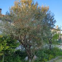 Coppia di alberi di ulivo