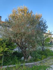 Coppia di alberi di ulivo