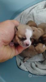 Chihuahua