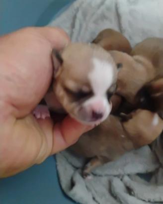 Chihuahua