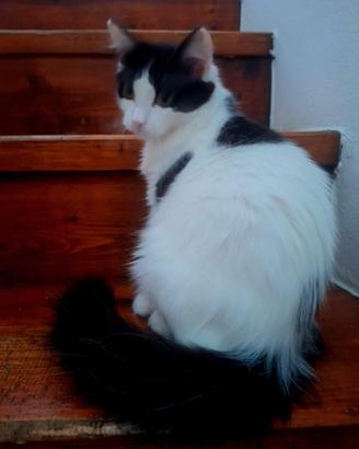 Gattine incrocio Ragdol