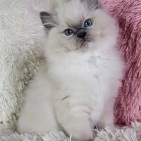 Cuccioli Ragdoll