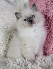 Cuccioli Ragdoll