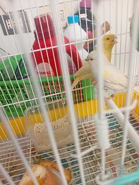 Coppia canarini con uova