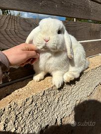 Coniglio Minilop