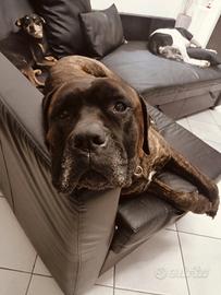Diego