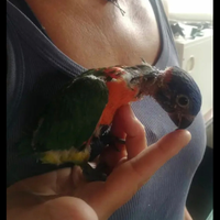 Lory lori allevati a mano