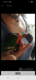 Lory lori allevati a mano