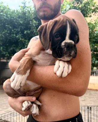 Boxer cuccioli