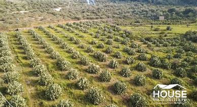SANTA MARIA DI LICODIA AZIENDA AGRICOLA