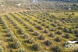 SANTA MARIA DI LICODIA AZIENDA AGRICOLA