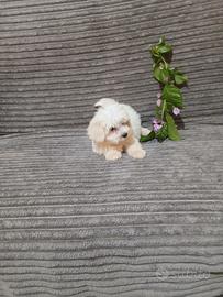Maltipoo cuccioli