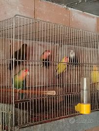 coppie o singoli inseparabili
