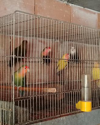 coppie o singoli inseparabili