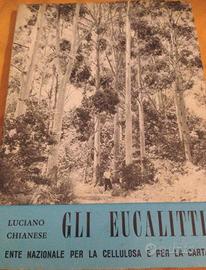 Gli eucalitti Chianese pratiche di coltivazione