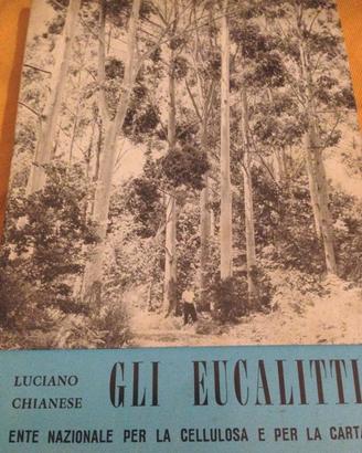 Gli eucalitti Chianese pratiche di coltivazione