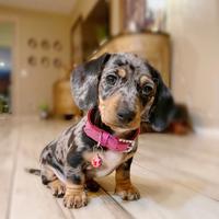 Bassotto - dachshund merle