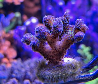 Pocillopora Tricolor