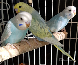 Cocorite ( Pulli, età 3 mesi )