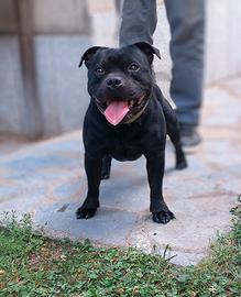 Staff bull terrier