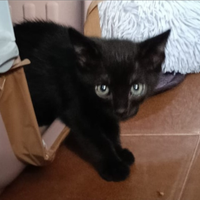 Animali
