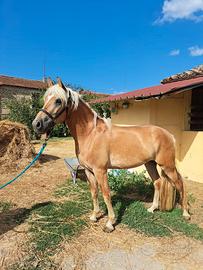 Vendita cavallo haflinger