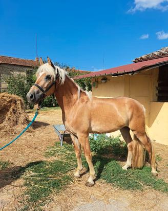 Vendita cavallo haflinger