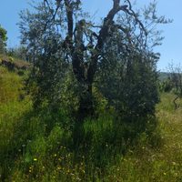Oliveta e piccola vigna