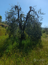 Oliveta e piccola vigna