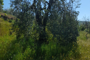 Oliveta e piccola vigna