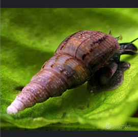 Lumache per acquari e laghetti