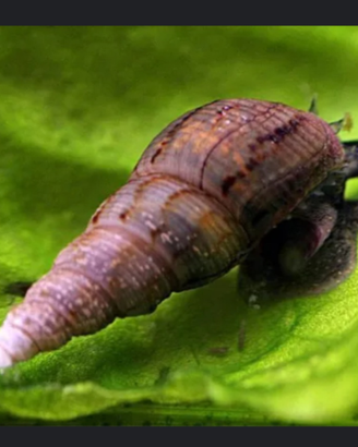 Lumache per acquari e laghetti