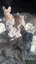 Rari Cuccioli Bouledogue Francese ESOTICI (Merle)