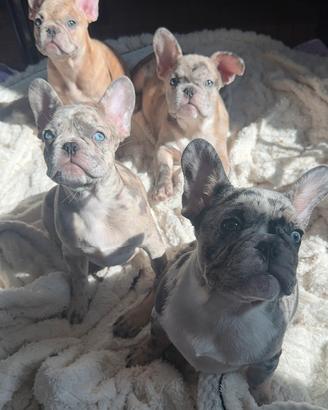 Rari Cuccioli Bouledogue Francese ESOTICI (Merle)