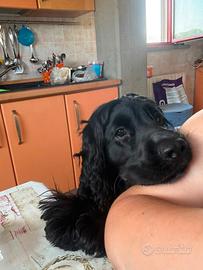 Cocker