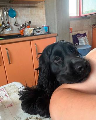 Cocker