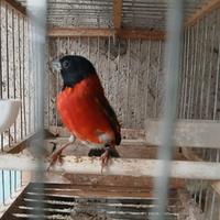 Cardinalino