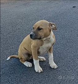 American pit bull terrier