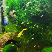 Guppy