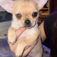 Ultima cucciola di chihuahua femmina