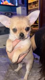 Ultima cucciola di chihuahua femmina