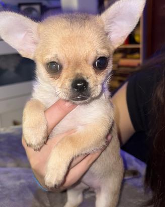 Ultima cucciola di chihuahua femmina