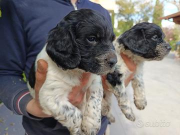 Springer spaniel breton