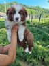 cuccioli-di-border-collie-con-pedigree-enci