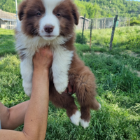 Cuccioli di border collie con pedigree enci