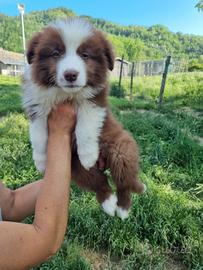 Cuccioli di border collie con pedigree enci